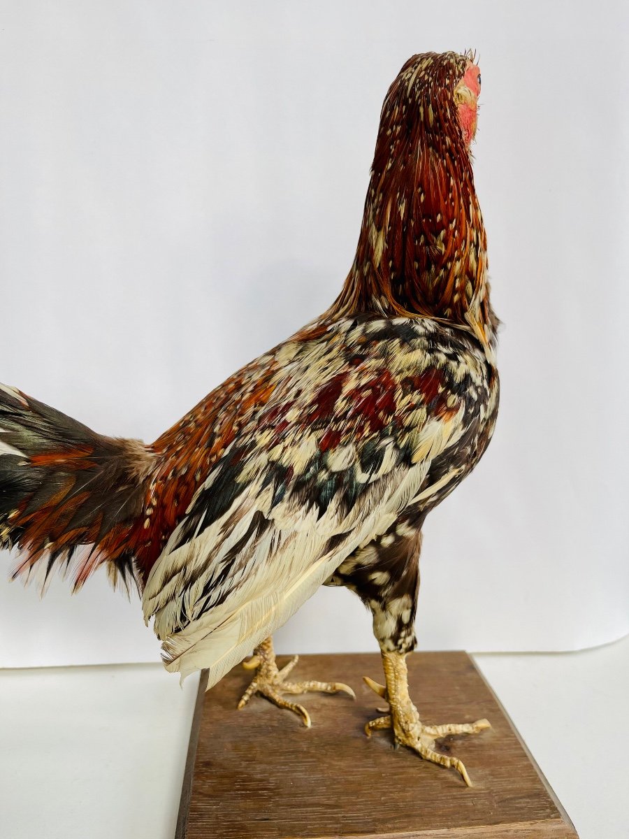 Taxidermy Of A Rooster-photo-4
